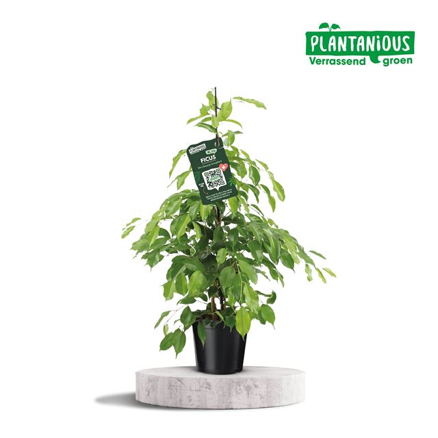 Picture of FICUS BENJAMINA EXOTICA