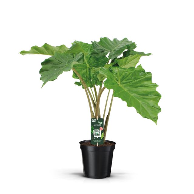 Picture of ALOCASIA PORTODORA