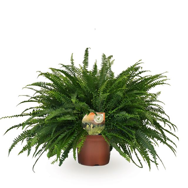 Picture of NEPHROLEPIS EXALTATA GREEN LADY