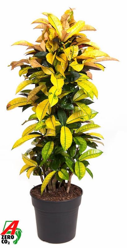 Picture of Codiaeum / croton mrs iceton branched