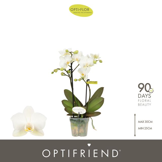 Picture of Phalaenopsis 02-stem optifriend sandra