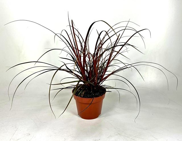 Picture of Uncinia rubra