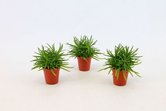 Picture of Senecio archeri himalaya