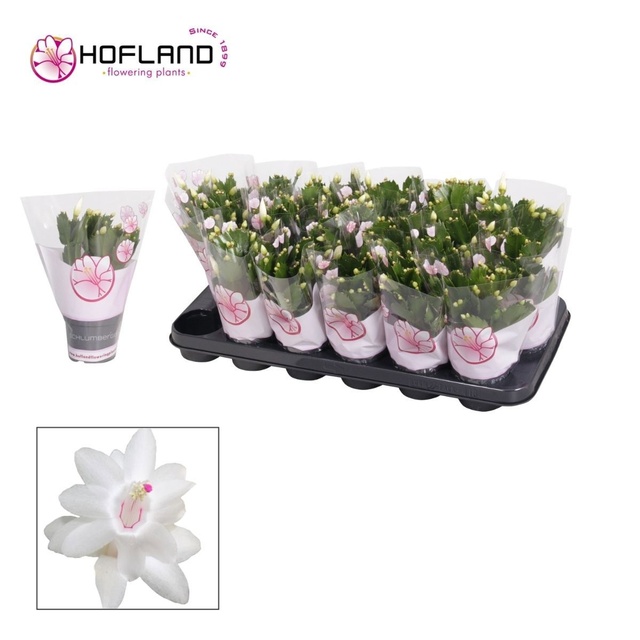 Picture of Schlumbergera white