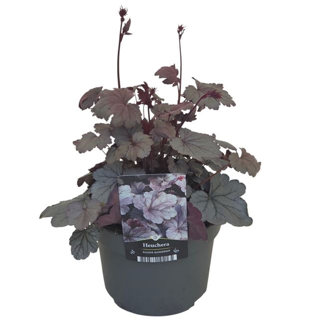 Picture of Heuchera silver gumdrop