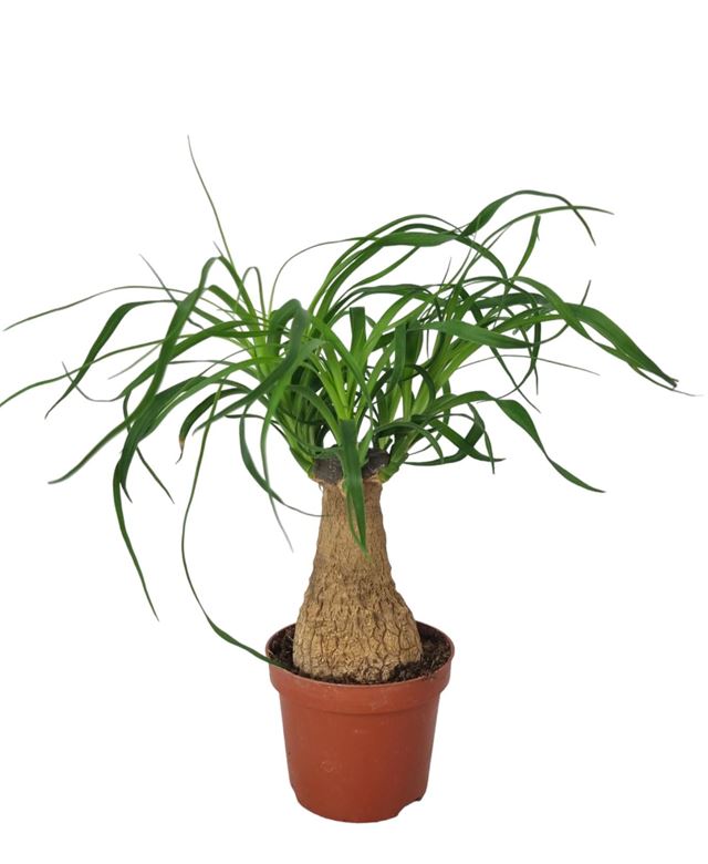 Picture of Beaucarnea recurvata straight stem