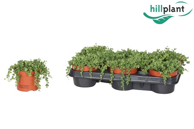 Picture of Senecio rowleyanus