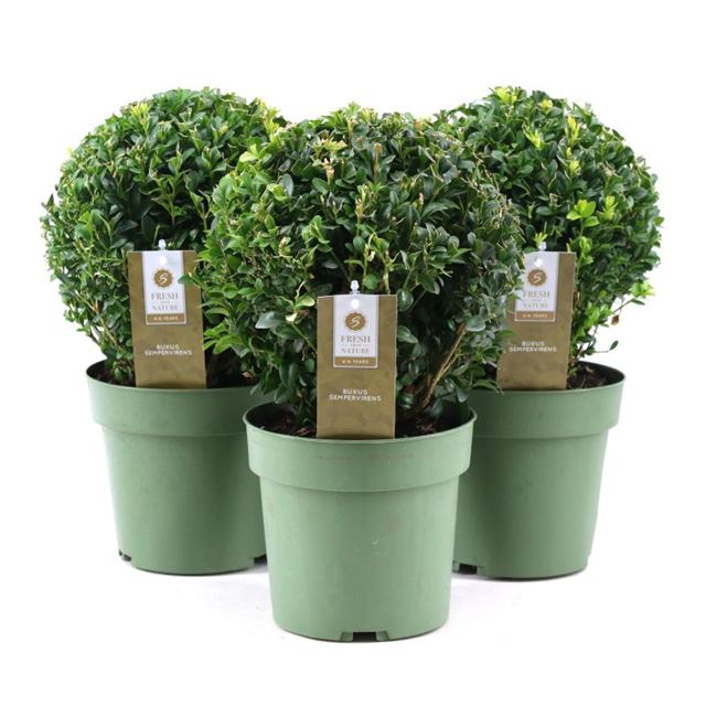 Picture of BUXUS SEMPERVIRENS BALL 020CM