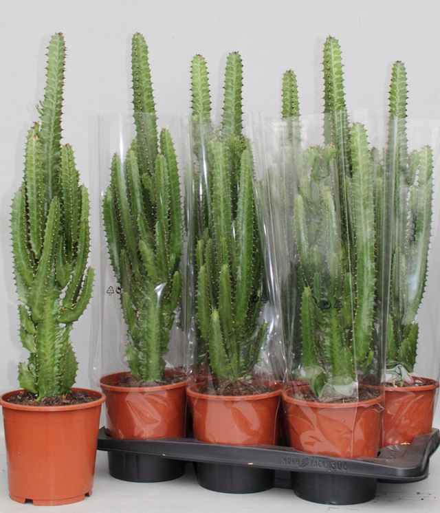 Picture of EUPHORBIA TRIGONA