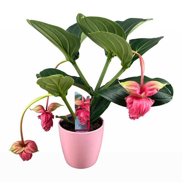 Picture of Medinilla magnifica flamenco 03-fl ceramic