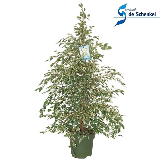 Picture of FICUS BENJAMINA PROFIT