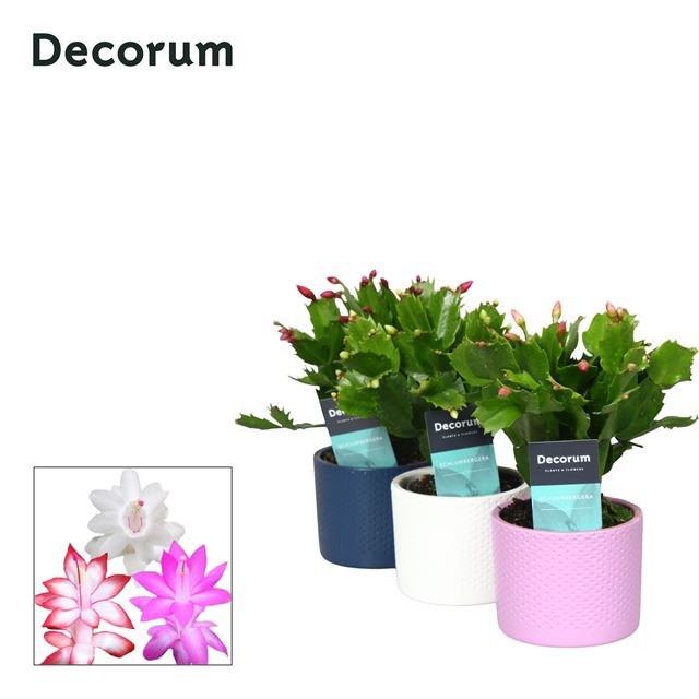 Picture of SCHLUMBERGERA GAERTNERI MIX IN CERAMIC