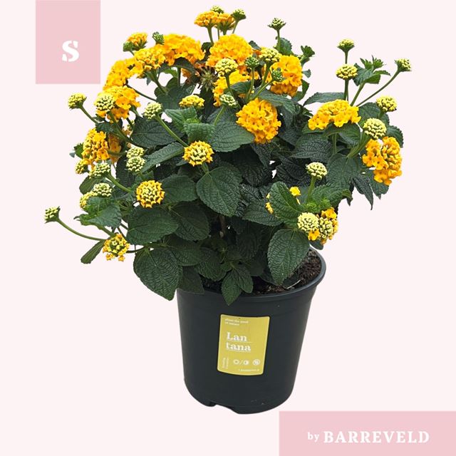 Picture of Lantana camara orange bush