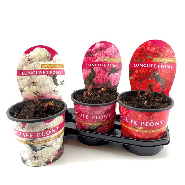 Picture of PAEONIA LONGLIFE MIX POTCOVER