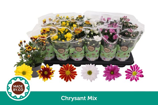 Picture of Chrysanthemum 01pp mix