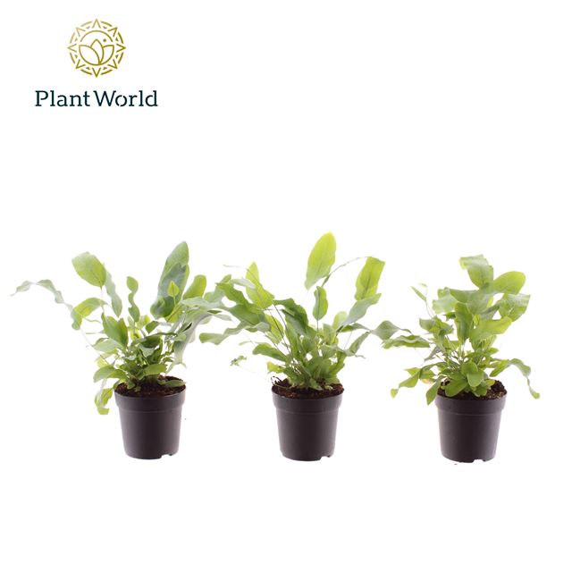 Picture of PHLEBODIUM BLUE STAR