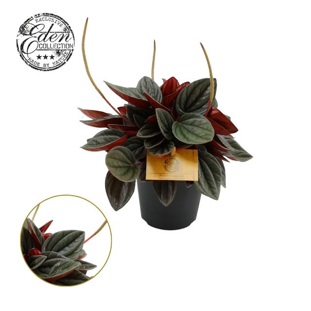 Picture of PEPEROMIA SANTORINI
