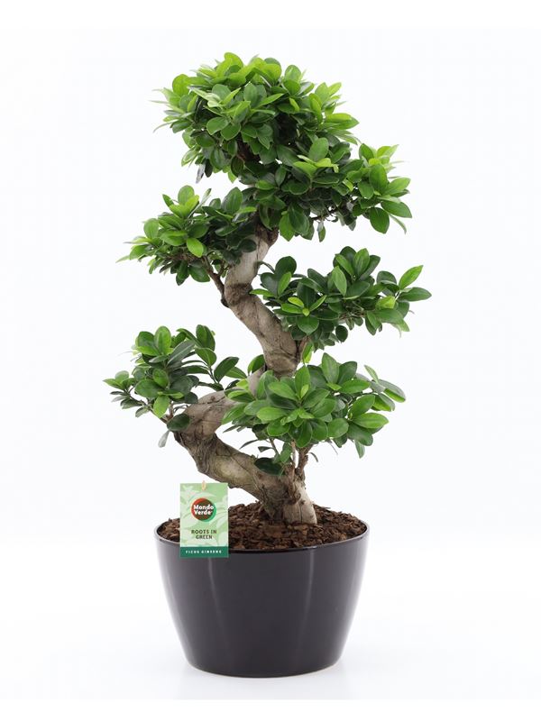Picture of FICUS MICROCARPA GINSENG S-TYPE IN BLACK CERAMIC