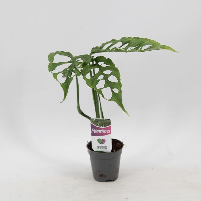 Picture of Monstera obliqua peru