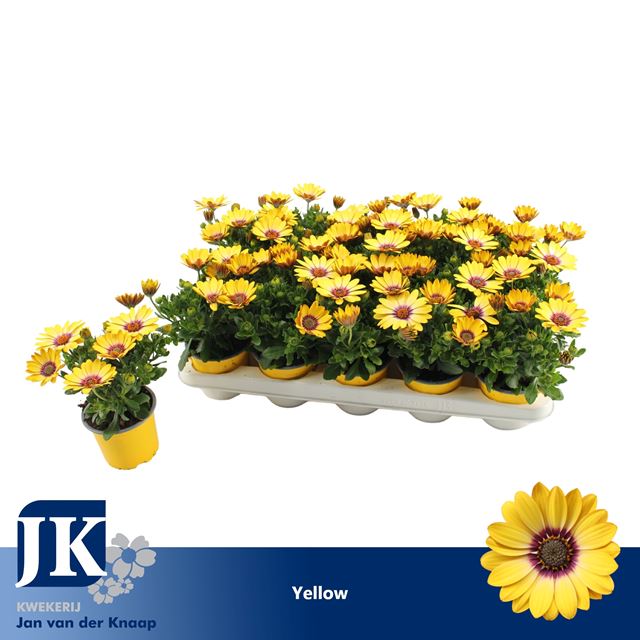 Picture of OSTEOSPERMUM SUNNY ASTI YELLOW
