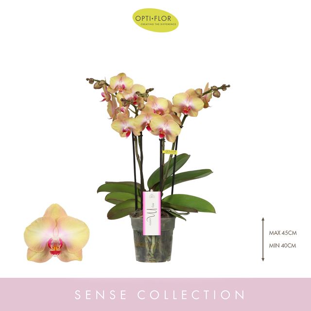 Picture of PHALAENOPSIS 04-STEM MYMONRO GLAMOUR 