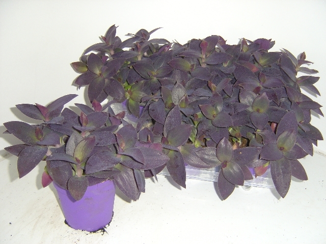 Picture of TRADESCANTIA PALLIDA