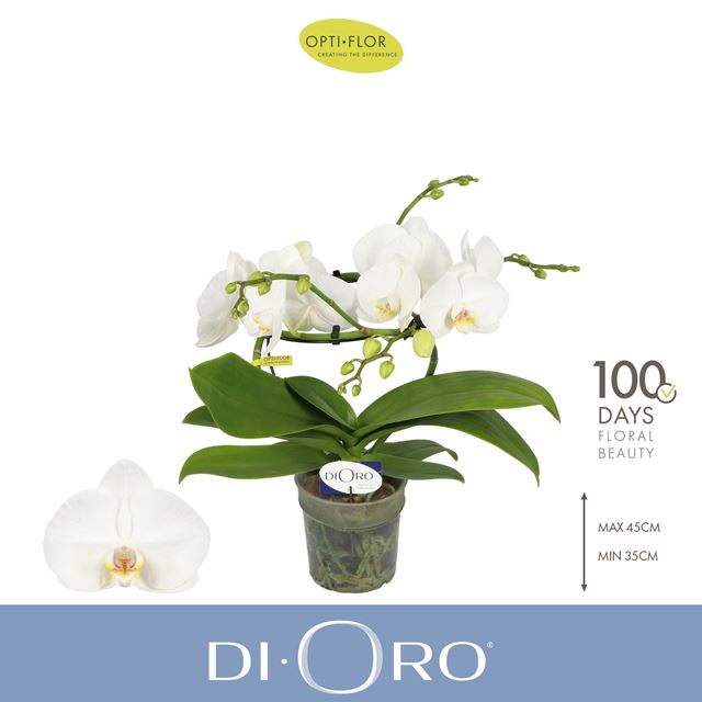 Picture of Phalaenopsis 02-stem infinity white