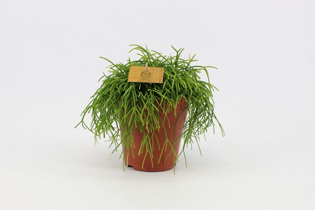 Picture of RHIPSALIS CASHERO