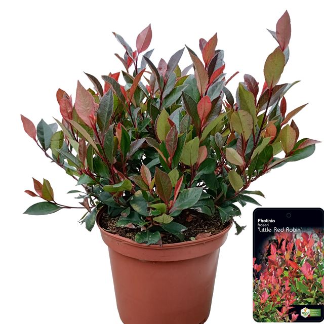 Picture of Photinia fraseri little red robin