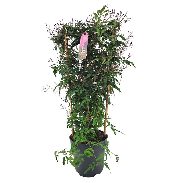 Picture of Jasminum polyanthum passion dark pink on frame
