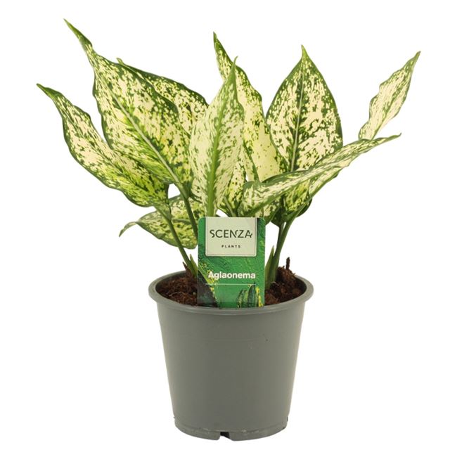 Picture of Aglaonema white diamond
