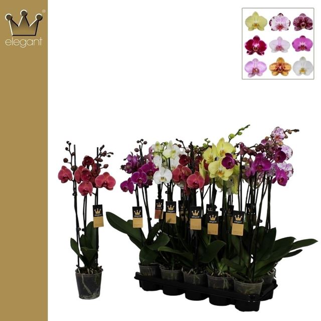 Picture of PHALAENOPSIS 03-STEM MIX