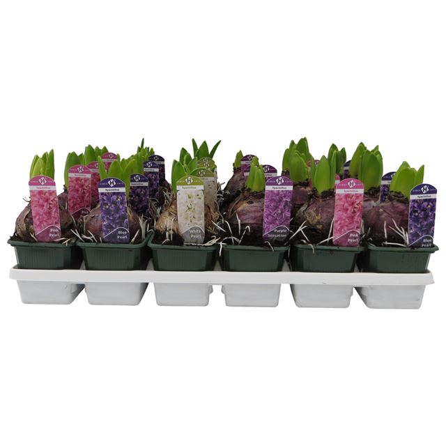 Picture of HYACINTHUS 01BULB MIX IN TRAY