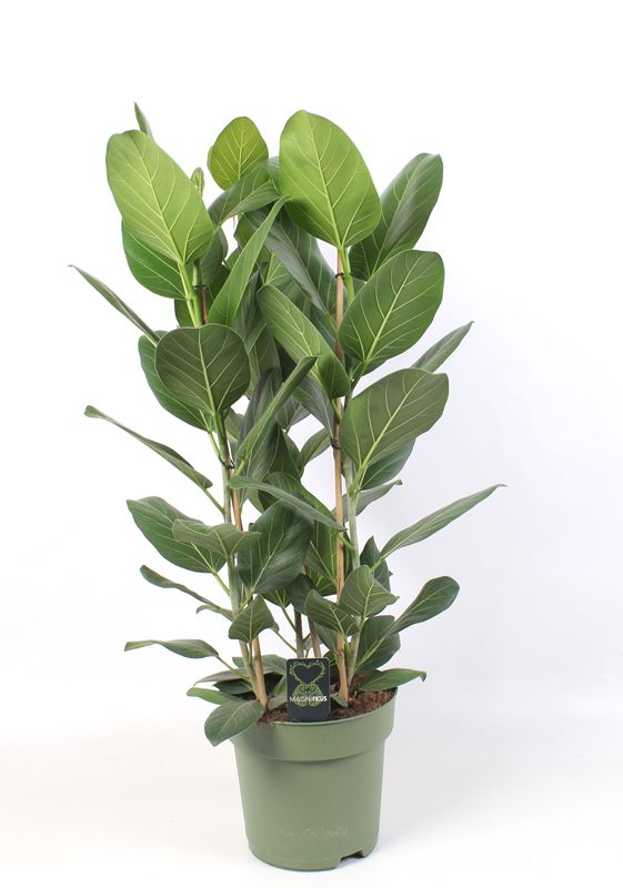 Picture of Ficus benghalensis audrey