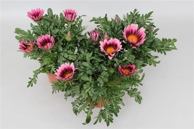 Picture of Gazania big kiss pink