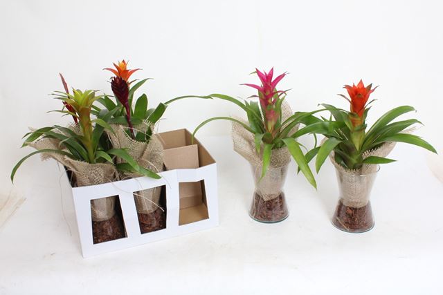 Picture of Bromelia mix in diablo glass nature look