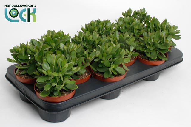 Picture of CRASSULA MONEYMAKER