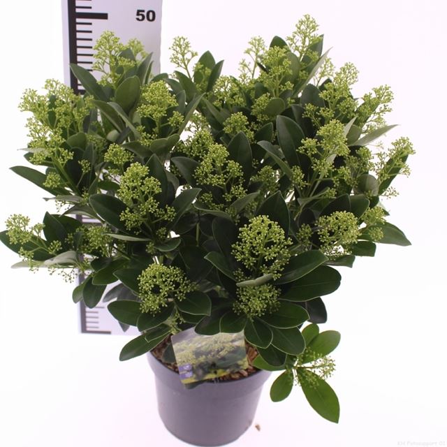 Picture of Skimmia japonica finchy 20 fl