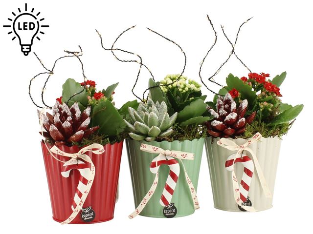 Picture of XMAS ARRANGEMENT 02PP ZINC