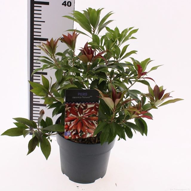 Picture of Pieris japonica katsura