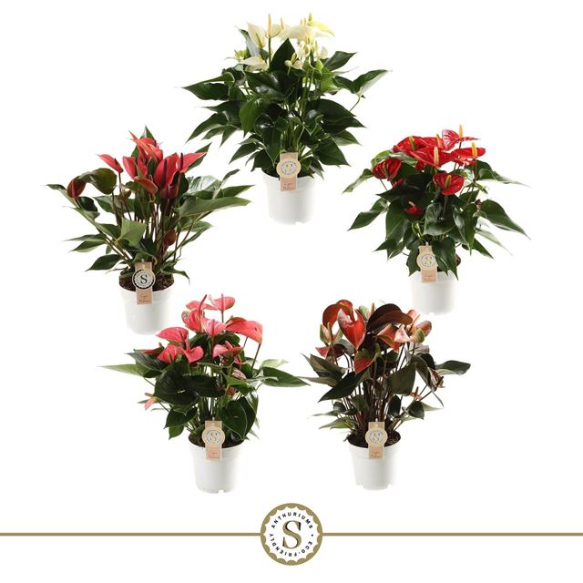 Picture of Anthurium mix