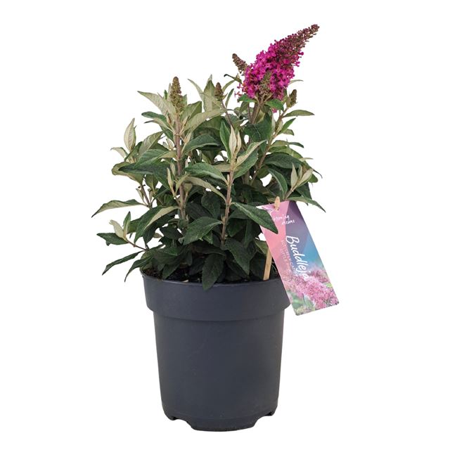 Picture of Buddleja candy little pink