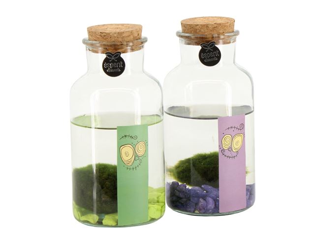 Picture of Terrarium halloween marimo moss ball