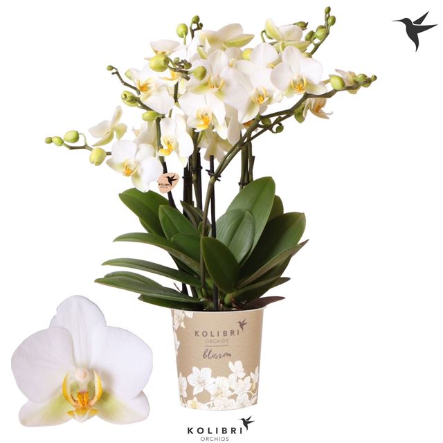 Picture of Phalaenopsis 06-stem blossom lausanne