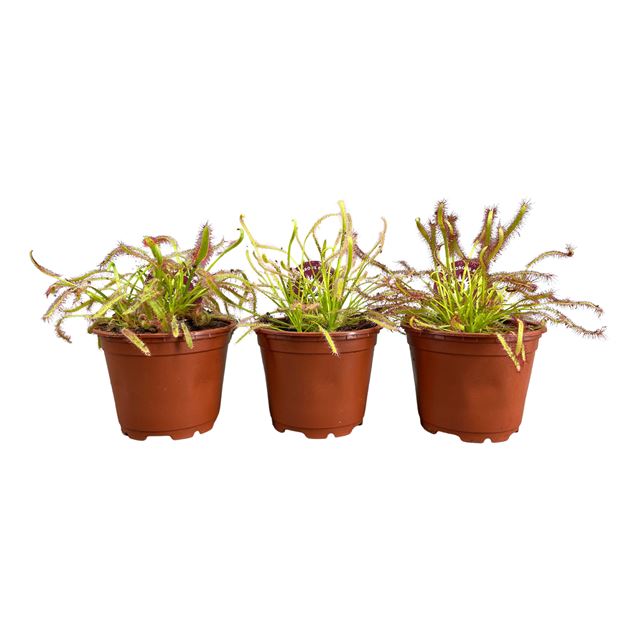 Picture of Drosera capensis