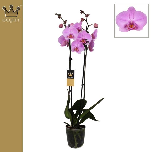 Picture of PHALAENOPSIS 02-STEM ROYAL PINK