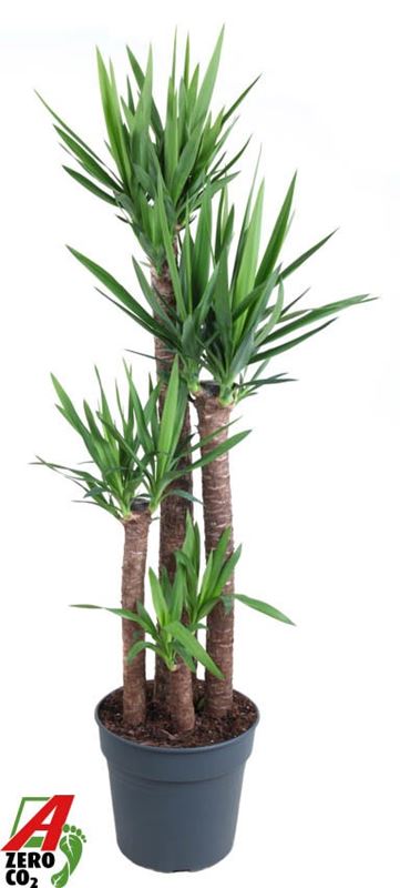 Picture of Yucca elephantipes 120/+090/+060/+030