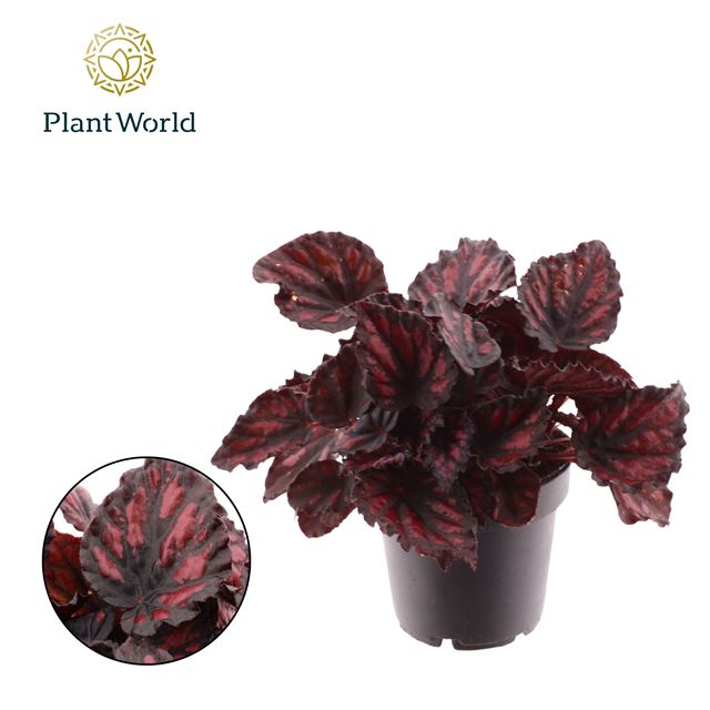 Picture of Begonia rex etna