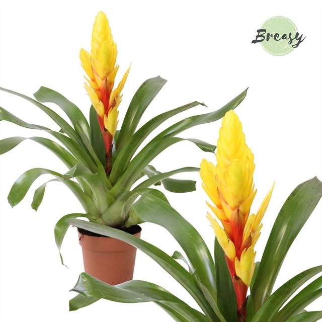 Picture of VRIESEA INTENSO YELLOW