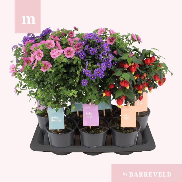 Picture of Patio plants mix